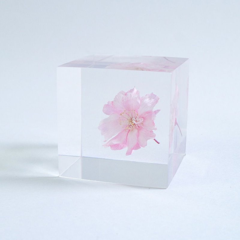 Sola cube 八重红枝垂樱花立方块_智慧、优雅 - 摆饰 - 植物．花 透明
