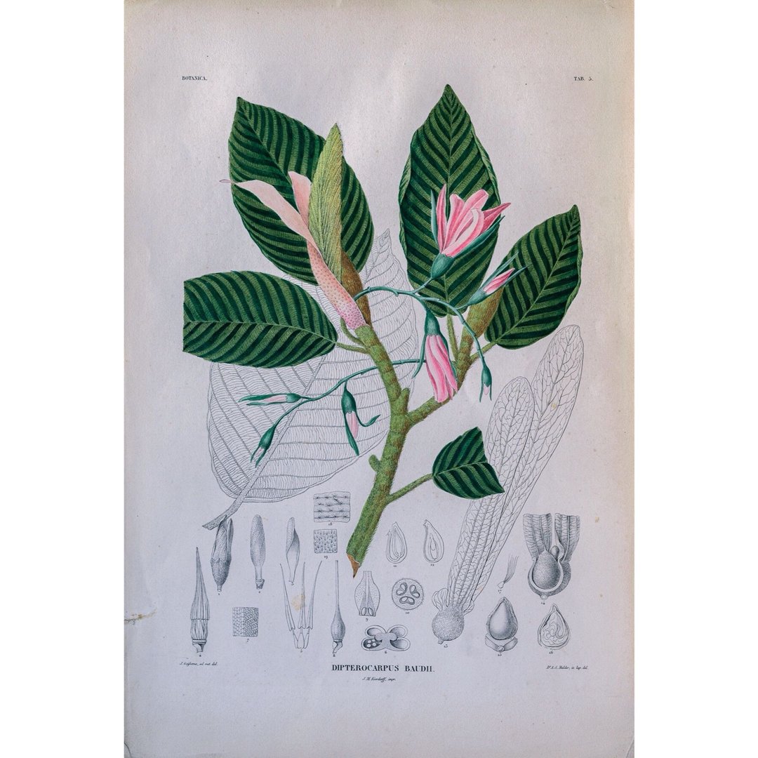 龙脑香属 Dipterocarpus Baudii - 植物图鉴 - 版画 - 海报/装饰画/版画 - 纸 