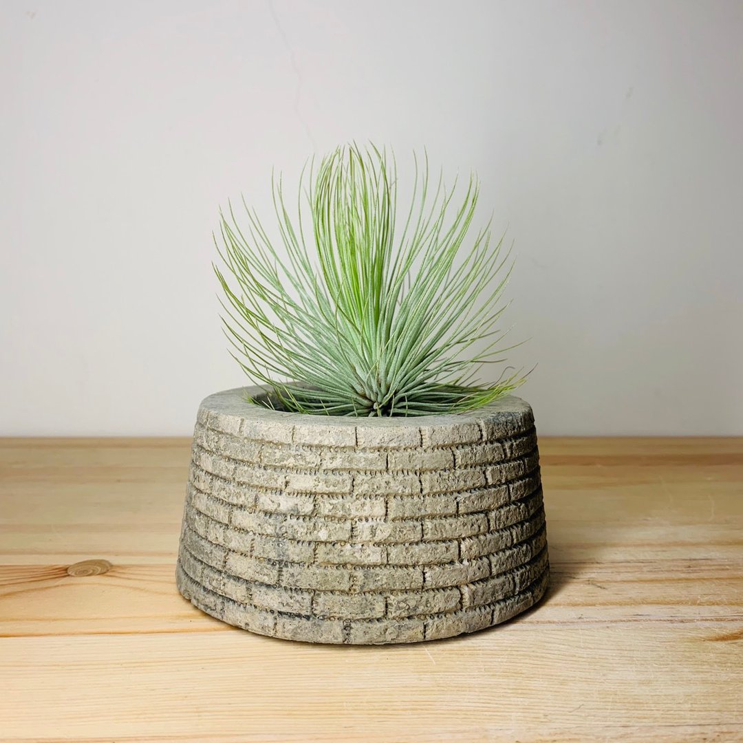空气凤梨 红宝石 Air plant Tillandsia andreana 仅植物本身 - 植栽/盆栽 - 植物．花 绿色