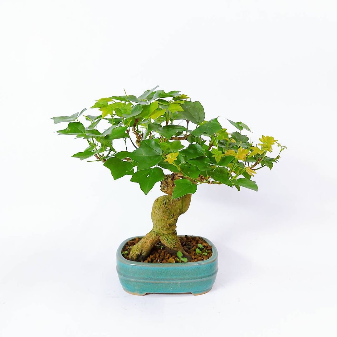 中品盆栽・日本宫样枫・ミヤサマカエデ - 植栽/盆栽 - 植物．花 