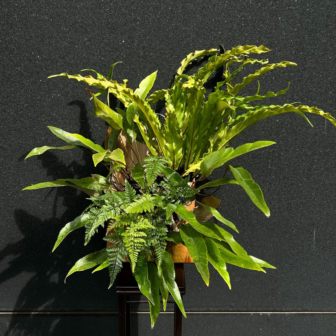 罕见斑叶石苇∣波浪山苏 蕨类山野草合植上板 - 植栽/盆栽 - 陶 
