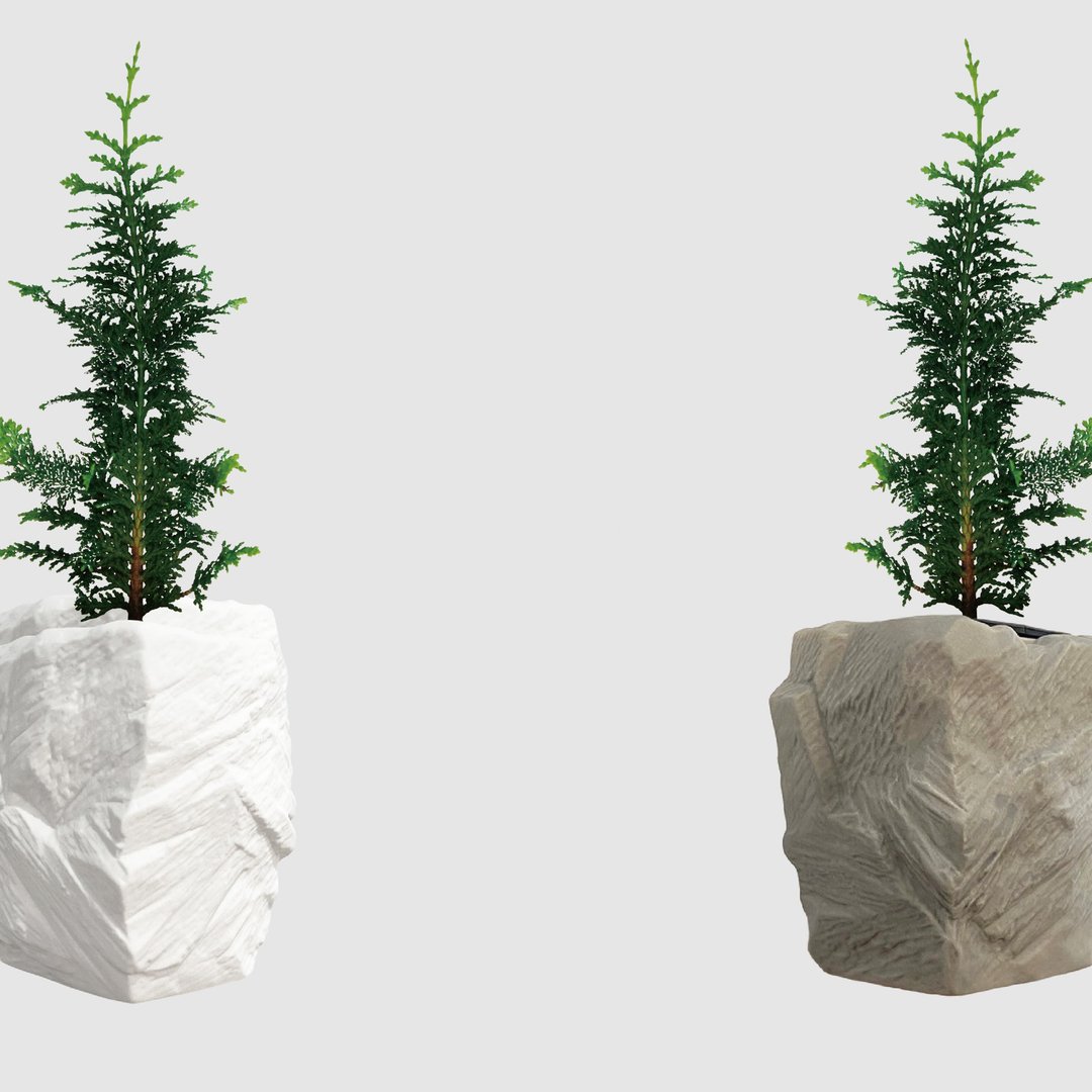 │ 方盆系列 │ 泰迪熊 -  水耕盆栽 松柏植物 陶瓷盆器 - 植栽/盆栽 - 植物．花 