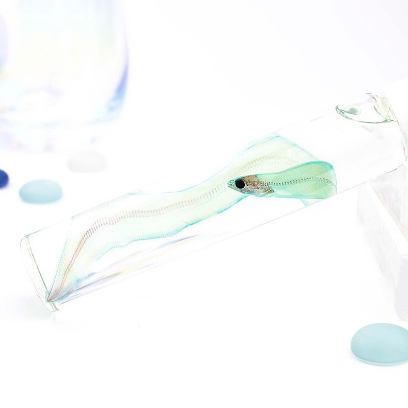 透明标本 柳叶鳗 鱼类标本 台湾海洋生物 - 摆饰 - 玻璃 绿色