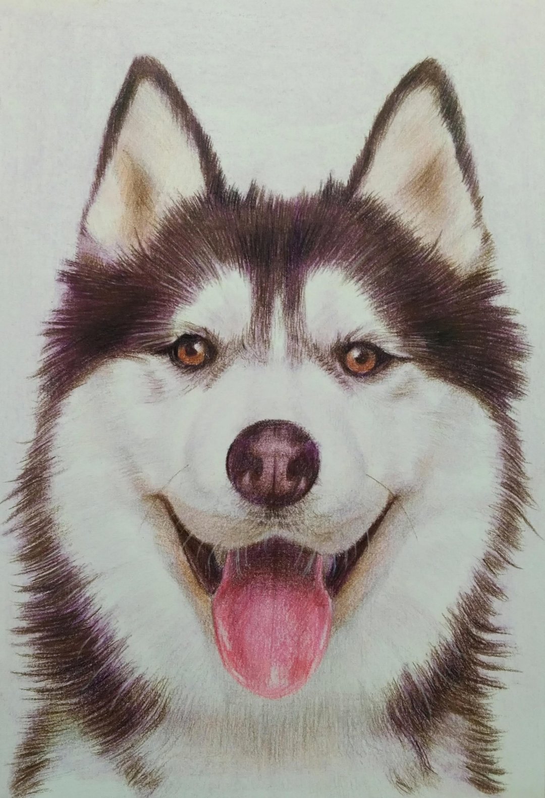 色铅笔画 / 宠物画 / 半身 / 含框 - 订制画像 - 纸 