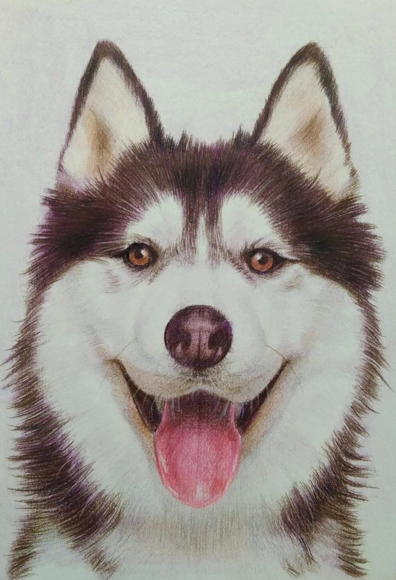 色铅笔画 / 宠物画 / 半身 / 含框 - 订制画像 - 纸 