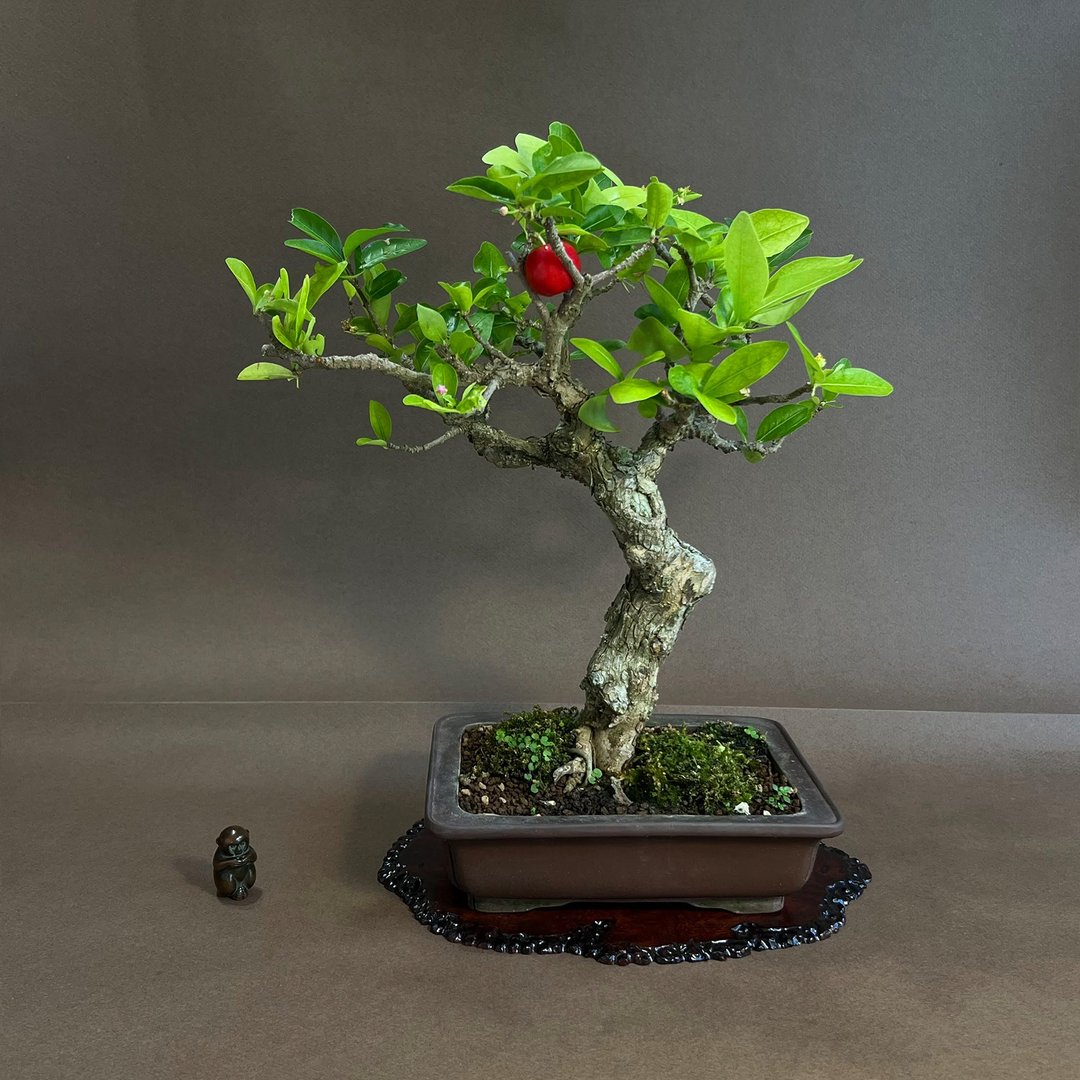 西印度樱桃∣小品稀有盆景 - 植栽/盆栽 - 陶 
