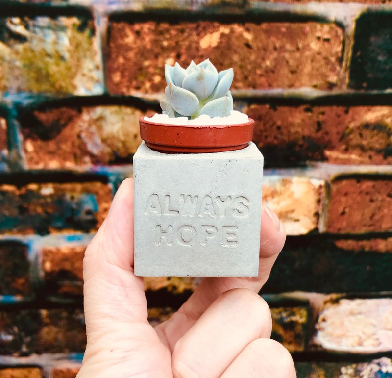 Always hope 永远有希望 多肉磁铁盆栽 - 植栽/盆栽 - 水泥 灰色