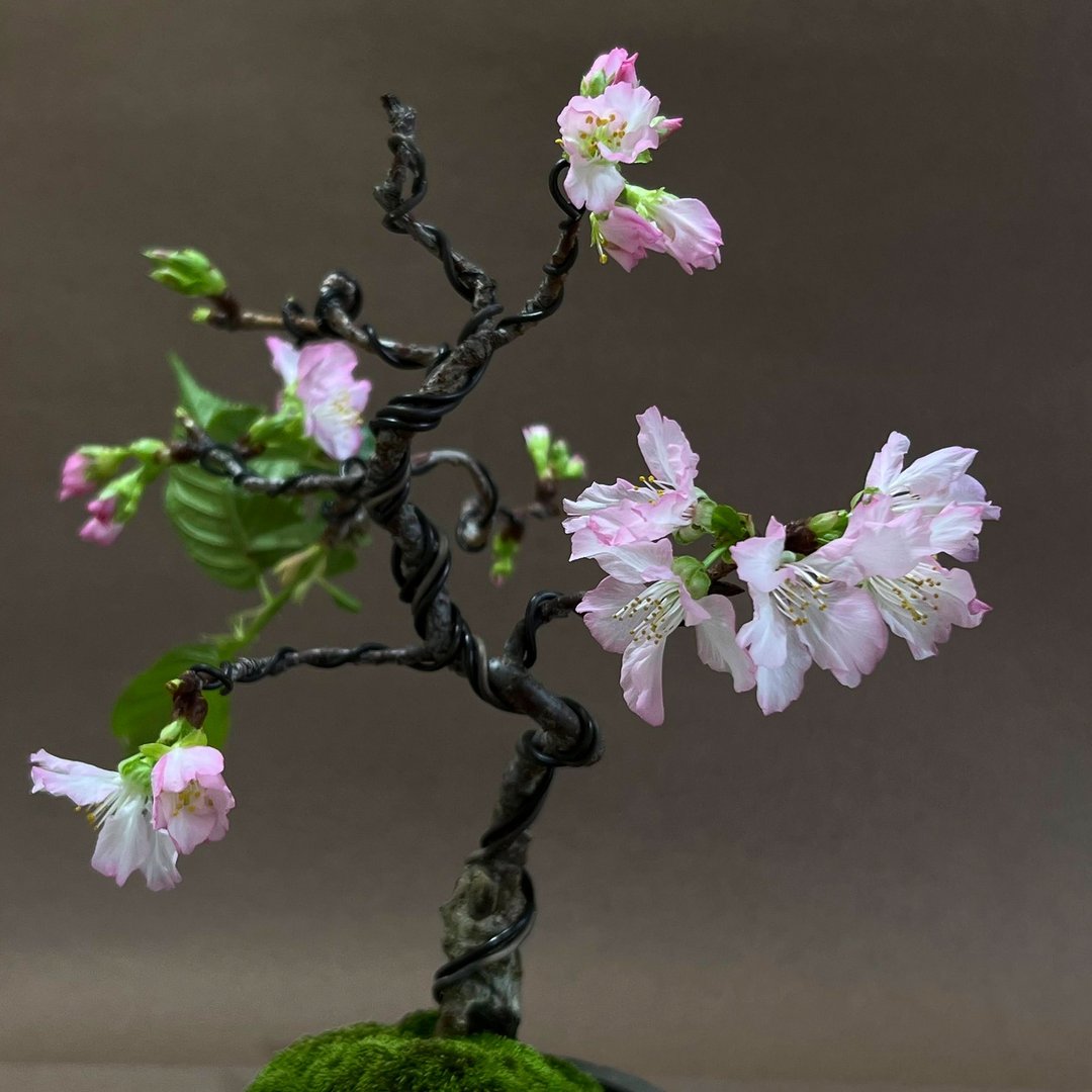 日本河津樱∣樱花小品盆栽 开花中 - 植栽/盆栽 - 陶 