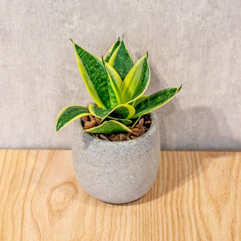 虎尾兰 桌上型水泥盆栽 观叶植物 礼物 盆栽 交换礼物 办公室小物 - 植栽/盆栽 - 植物．花 灰色