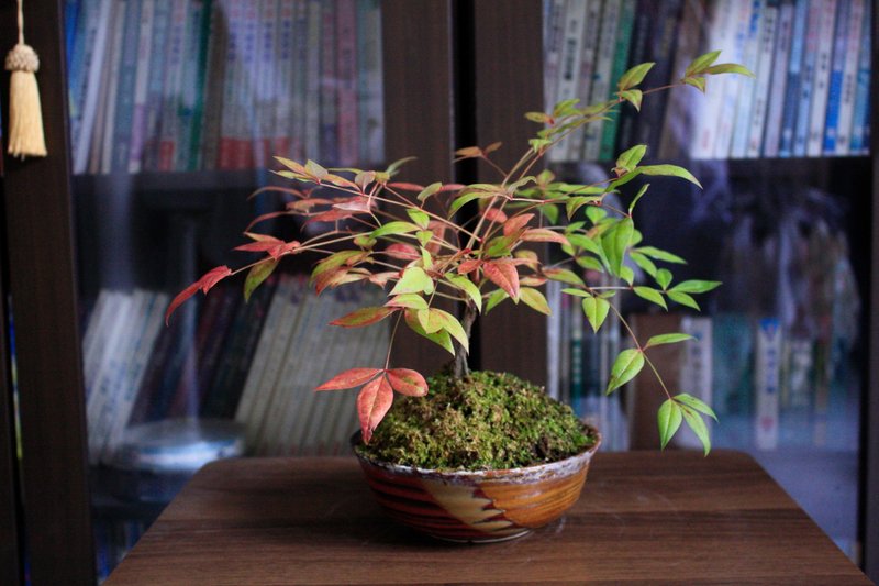 南天竹 l  中品苔盆 室内植栽 礼物 长辈送礼 - 植栽/盆栽 - 植物．花 