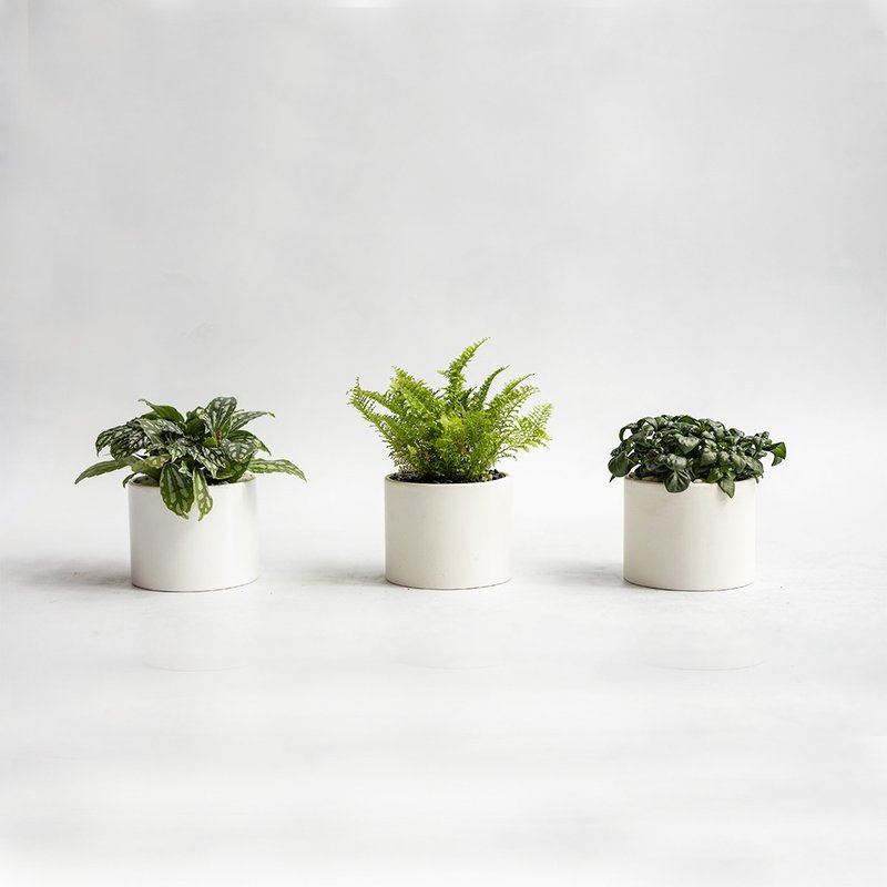 季节观叶植物桌上盆组 - 植栽/盆栽 - 植物．花 绿色