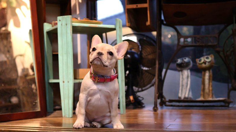 【定制化刻字】 皮制 织带 宠物项圈 专属定制化 生日 圣诞节礼物 - 项圈/牵绳 - 真皮 多色