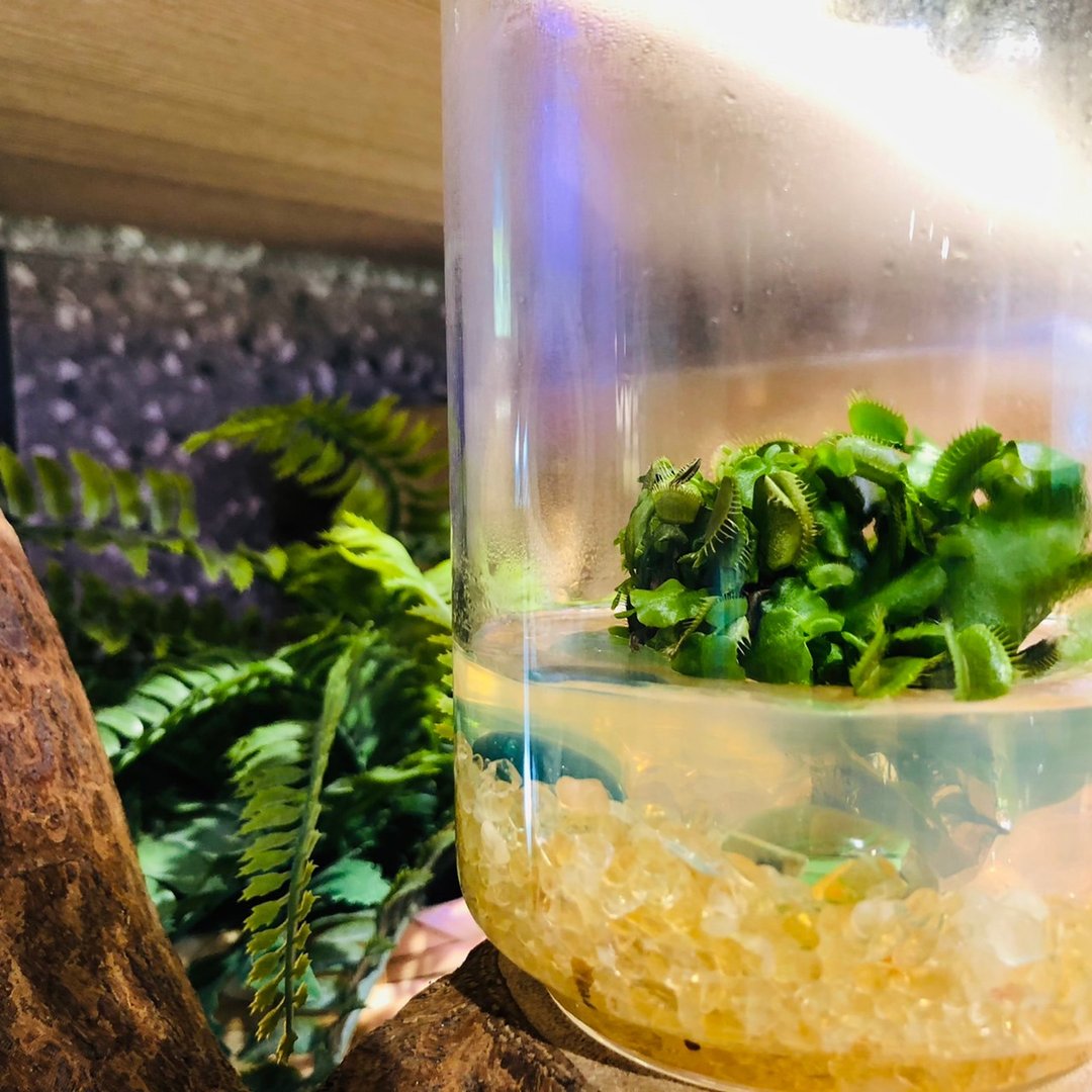 【财源滚滚】食虫植物【捕蝇草】办公室招财植物 - 植栽/盆栽 - 玻璃 透明