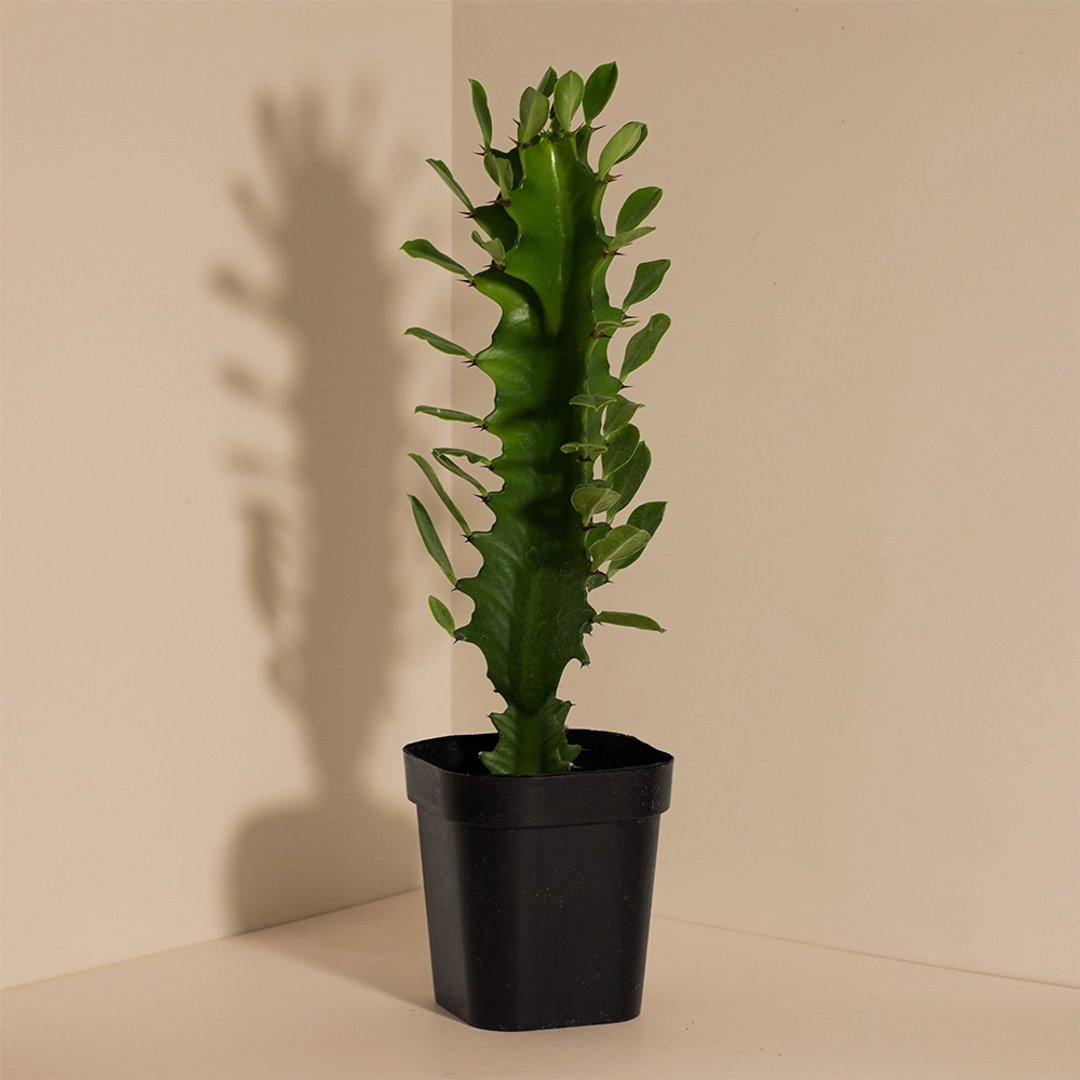 Dragon Bones 龙骨 - 植栽/盆栽 - 植物．花 