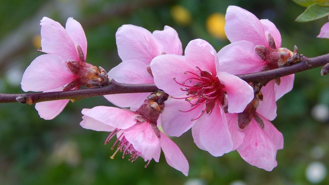 桃花纯露 Peach Blossom Hydrosol - 其他 - 浓缩/萃取物 