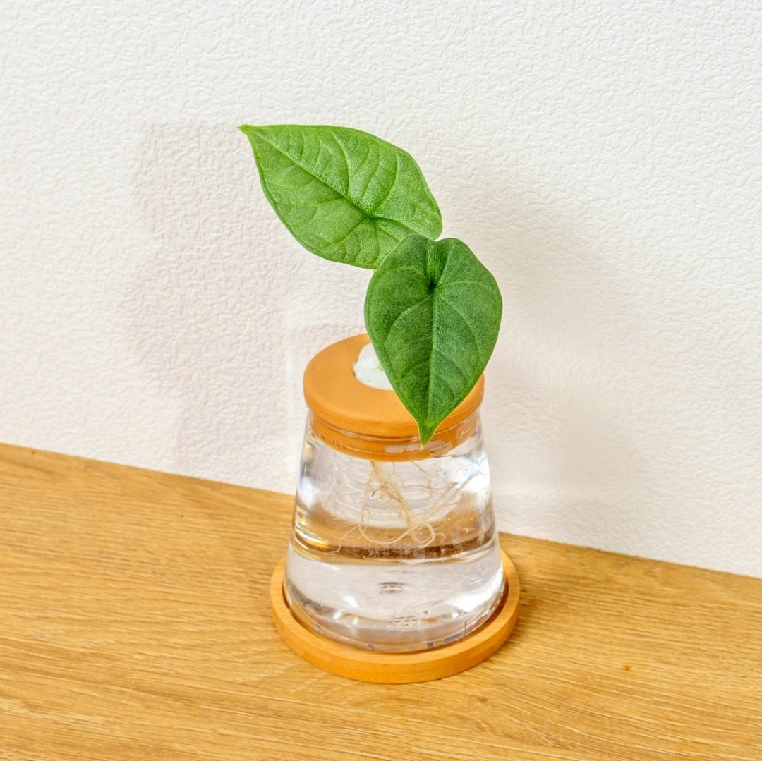 犀牛皮观音莲 三角水耕盆栽 室内植物 观叶植物 礼物 水培 办公室 - 植栽/盆栽 - 陶 透明