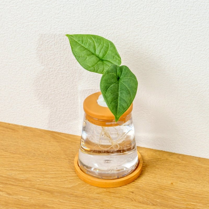 犀牛皮观音莲 三角水耕盆栽 室内植物 观叶植物 礼物 水培 办公室 - 植栽/盆栽 - 陶 透明