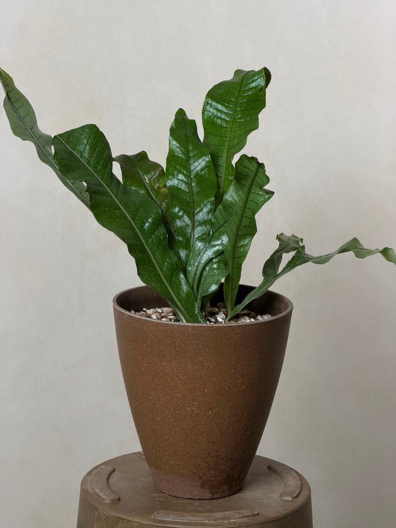 鳄鱼皮星蕨 - 植栽/盆栽 - 植物．花 