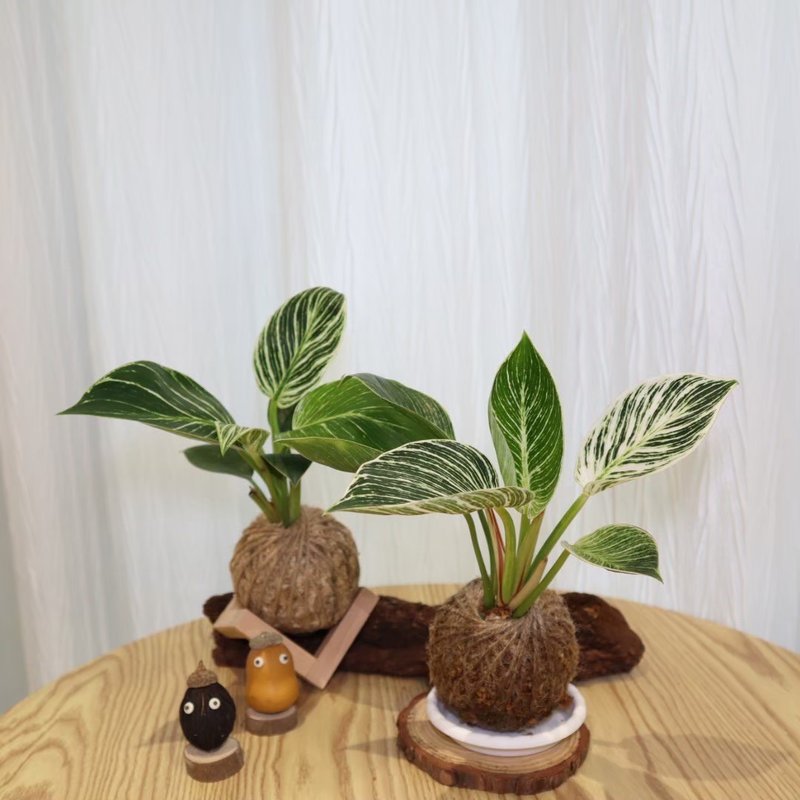 |铂金蔓绿绒苔球| 赠送塑胶底座 / 植男人绅 手作苔球 - 植栽/盆栽 - 植物．花 绿色