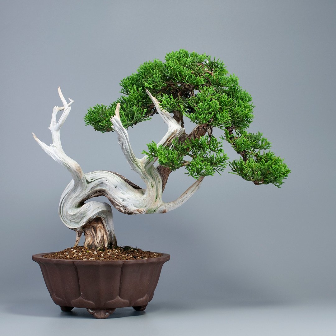 【空间摆设】系鱼川真柏 精致盆景 送礼植栽 - 植栽/盆栽 - 植物．花 
