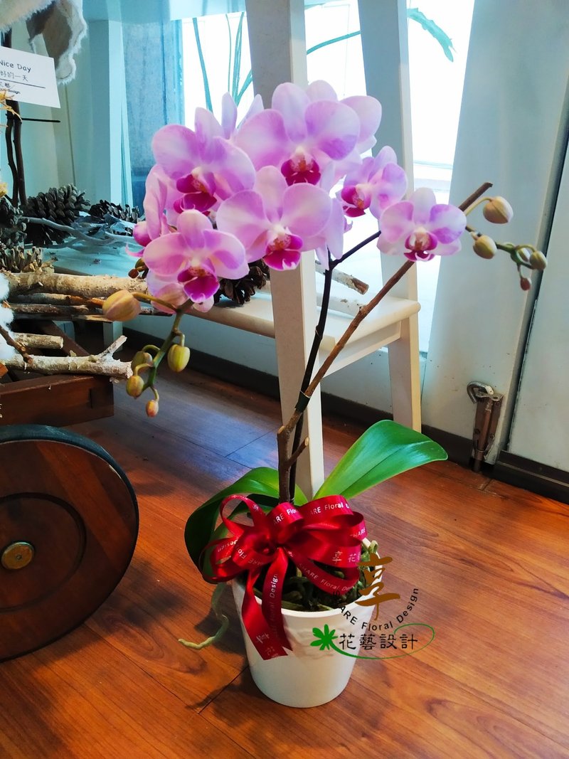 质感兰花礼 自用布置空间或送礼心意皆适宜 - 植栽/盆栽 - 植物．花 