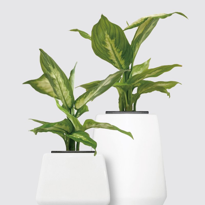 │ 方盆系列 │白玉粉黛叶 - 观叶 陶瓷盆器 水耕植物 室内盆栽 - 植栽/盆栽 - 陶 