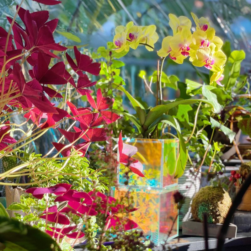 镜映花盒 上下双孔设计 让配角也发光发亮 换个角度看事物 - 植栽/盆栽 - 植物．花 多色