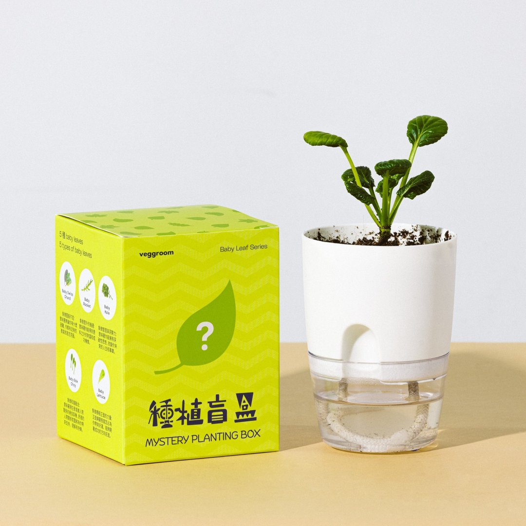 【散水礼物生日礼物】种植盲盒 小叶菜系列 种植套装 - 植栽 - 植物．花 白色