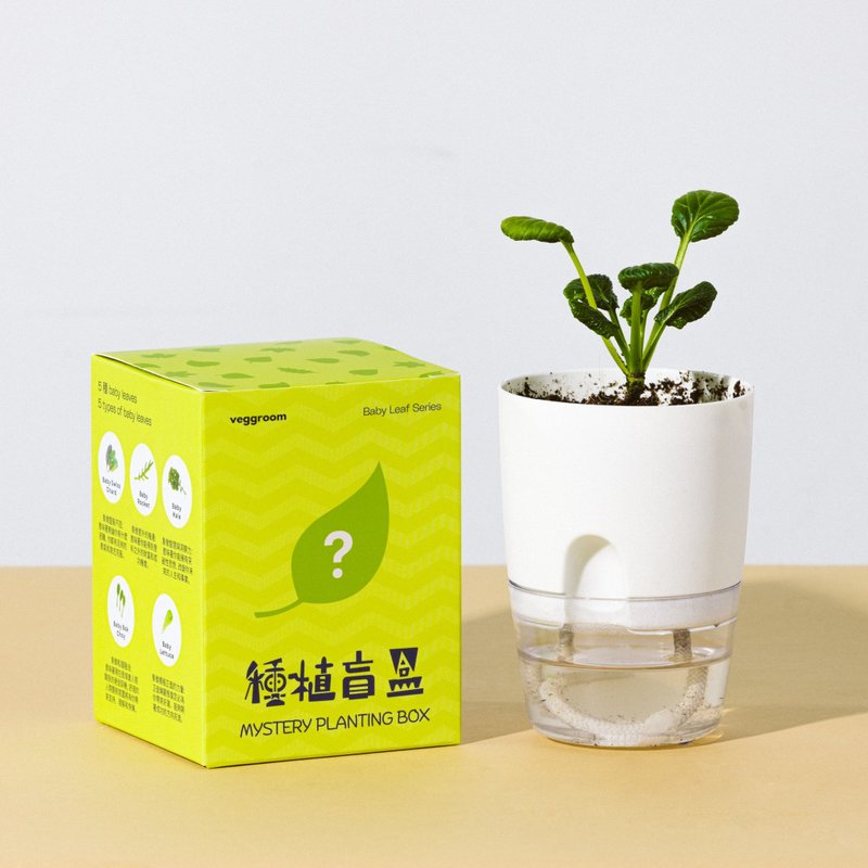 【散水礼物生日礼物】种植盲盒 小叶菜系列 种植套装 - 植栽 - 植物．花 白色
