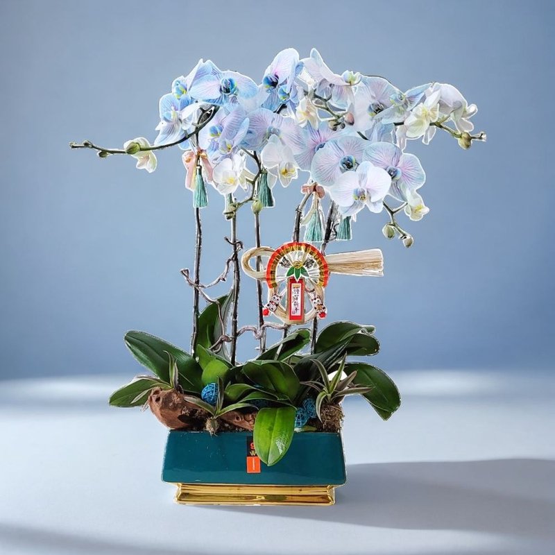 马卡龙大花蝴蝶兰5棵 GF00236 - 植栽/盆栽 - 植物．花 