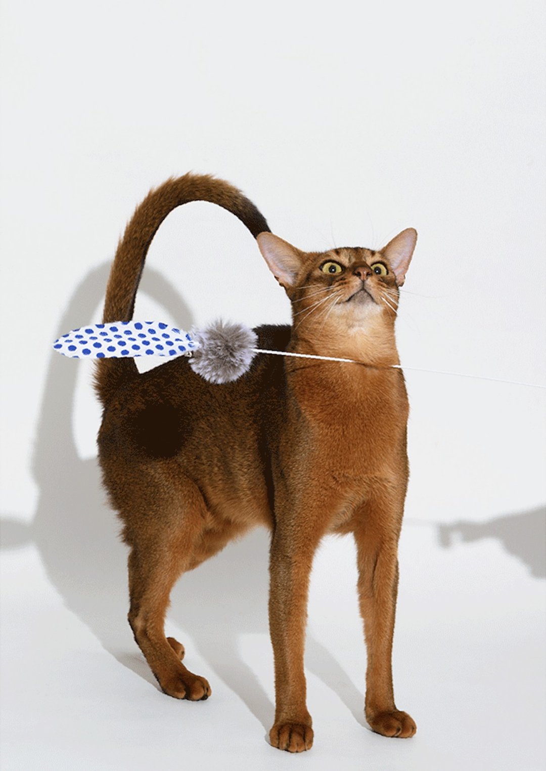 魔法羽毛逗猫棒 暗藏铃铛 天然环保 软木手柄 藍色波點 - 玩具 - 软木/水松木 蓝色