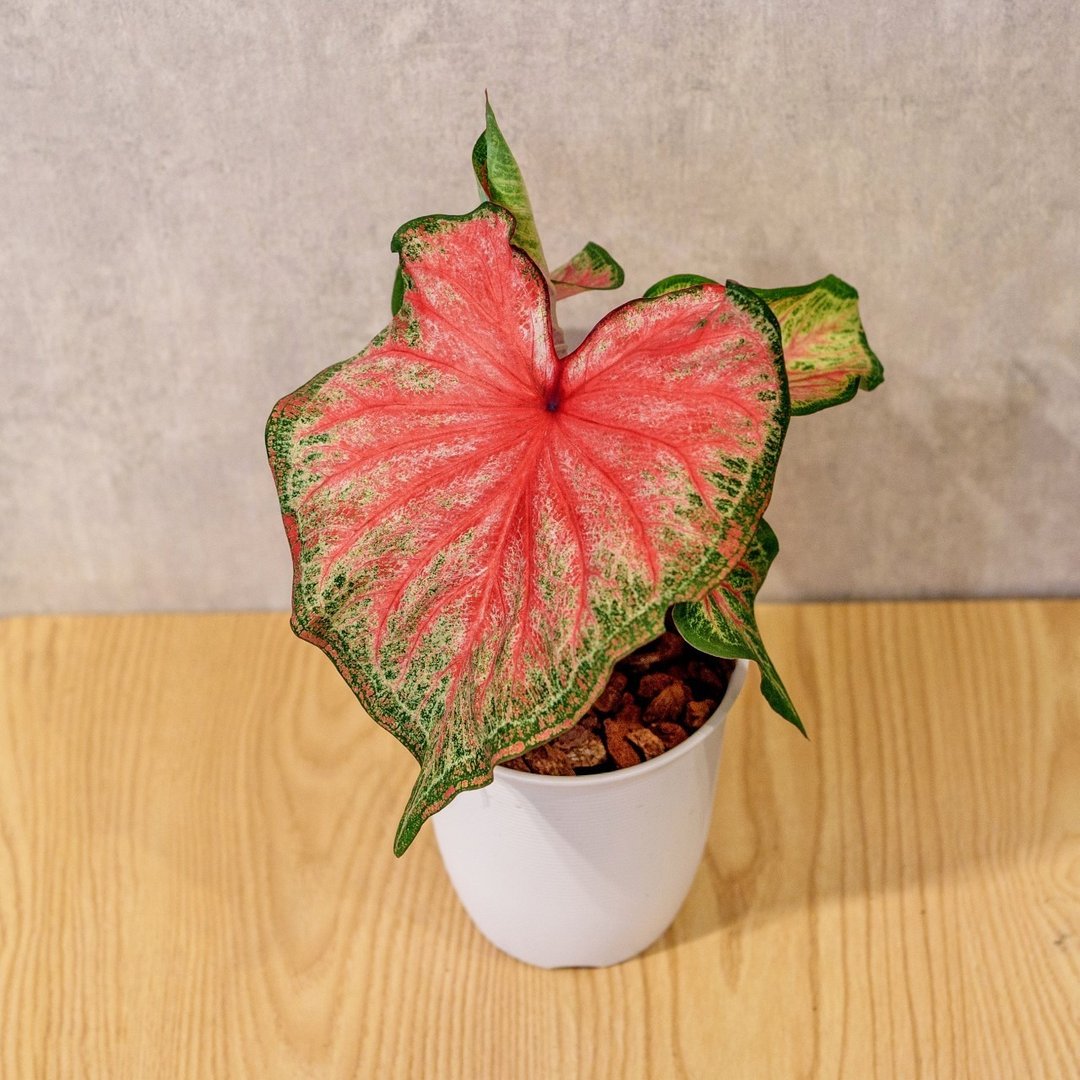 耀斑彩叶芋 日式塑陶盆 室内植物 观叶植物 礼物 盆栽 办公室小物 - 植栽/盆栽 - 植物．花 