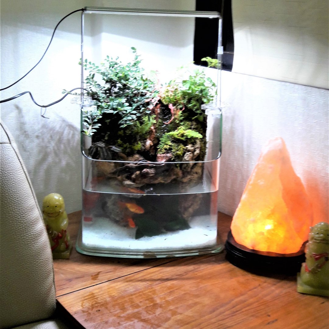 开运生态造景鱼缸AA-30海湾型   居家风水最耀眼吸睛的摆饰 - 植栽/盆栽 - 玻璃 