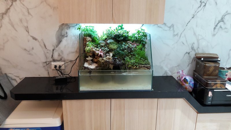 开运生态造景鱼缸AC-60斜切型   居家风水最耀眼的摆饰 - 植栽/盆栽 - 玻璃 