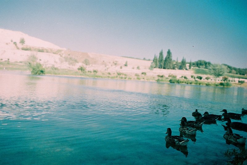 猫咪睡垫套 - 枕头/抱枕 - 植物．花 绿色