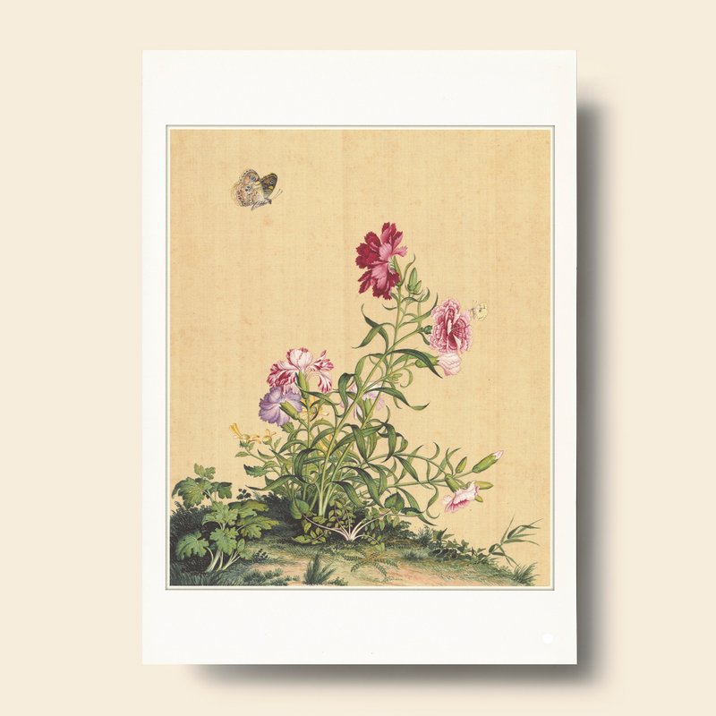 【艺术画卡】仙萼长春 石竹 | B4画卡 - 海报/装饰画/版画 - 纸 卡其色