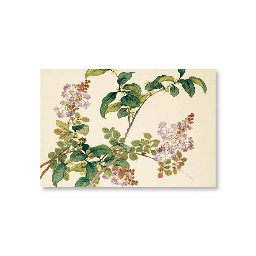 【明信片・Postcard】沈振麟・十二月花神 桂花紫薇 - 卡片/明信片 - 纸 卡其色