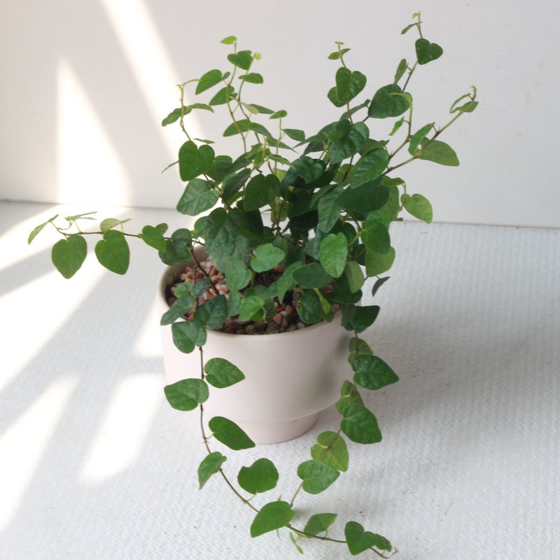 植栽 盆栽 l 薜荔 哑光烛台陶器 藤蔓植物 室内植物 强散光 - 植栽/盆栽 - 陶 
