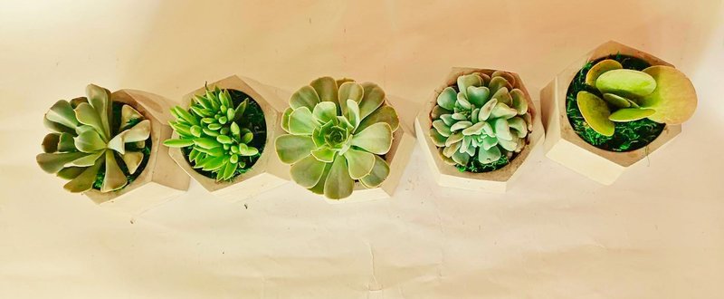 【单盆贩售】办公室疗愈系列 多肉植物桌上型 送礼自用 - 植栽/盆栽 - 水泥 