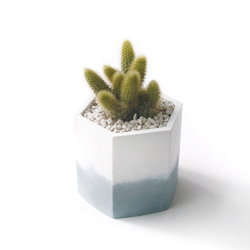 (预购) 莫兰迪蓝系列 | 金钮扣 猫尾巴 六边形双色水泥仙人掌植栽 - 植栽/盆栽 - 植物．花 蓝色