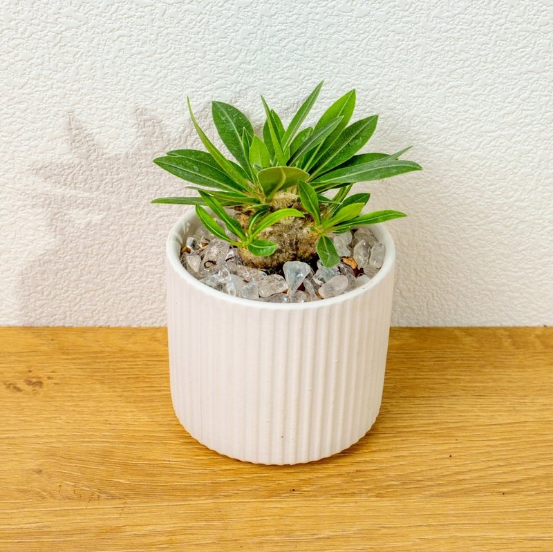 惠比须笑大黑 莫兰迪色系直纹陶盆 室内植物 观叶植物 礼物 盆栽 - 植栽/盆栽 - 植物．花 白色