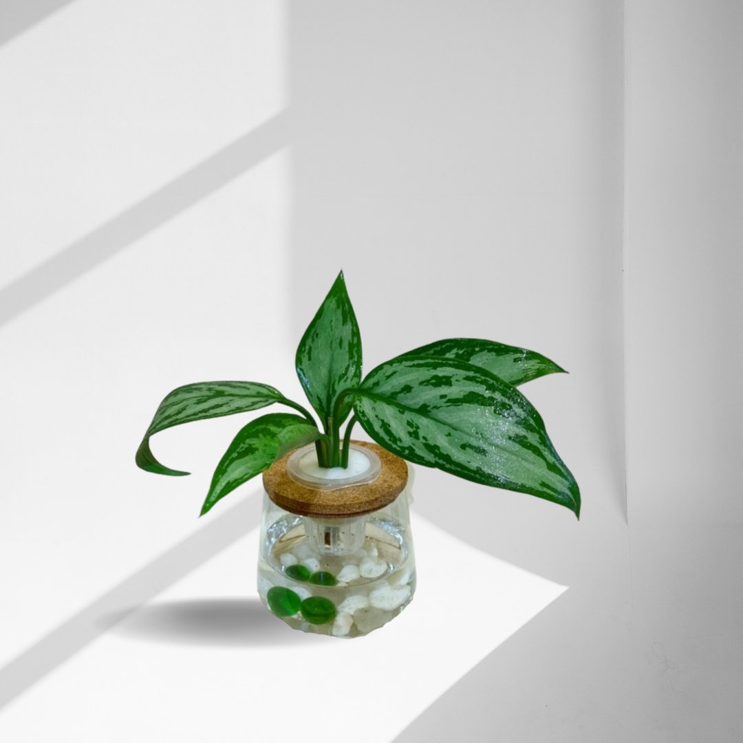 现货 蕨美植栽 - 粗勒草+弧形透明玻璃瓶 - 植栽/盆栽 - 植物．花 