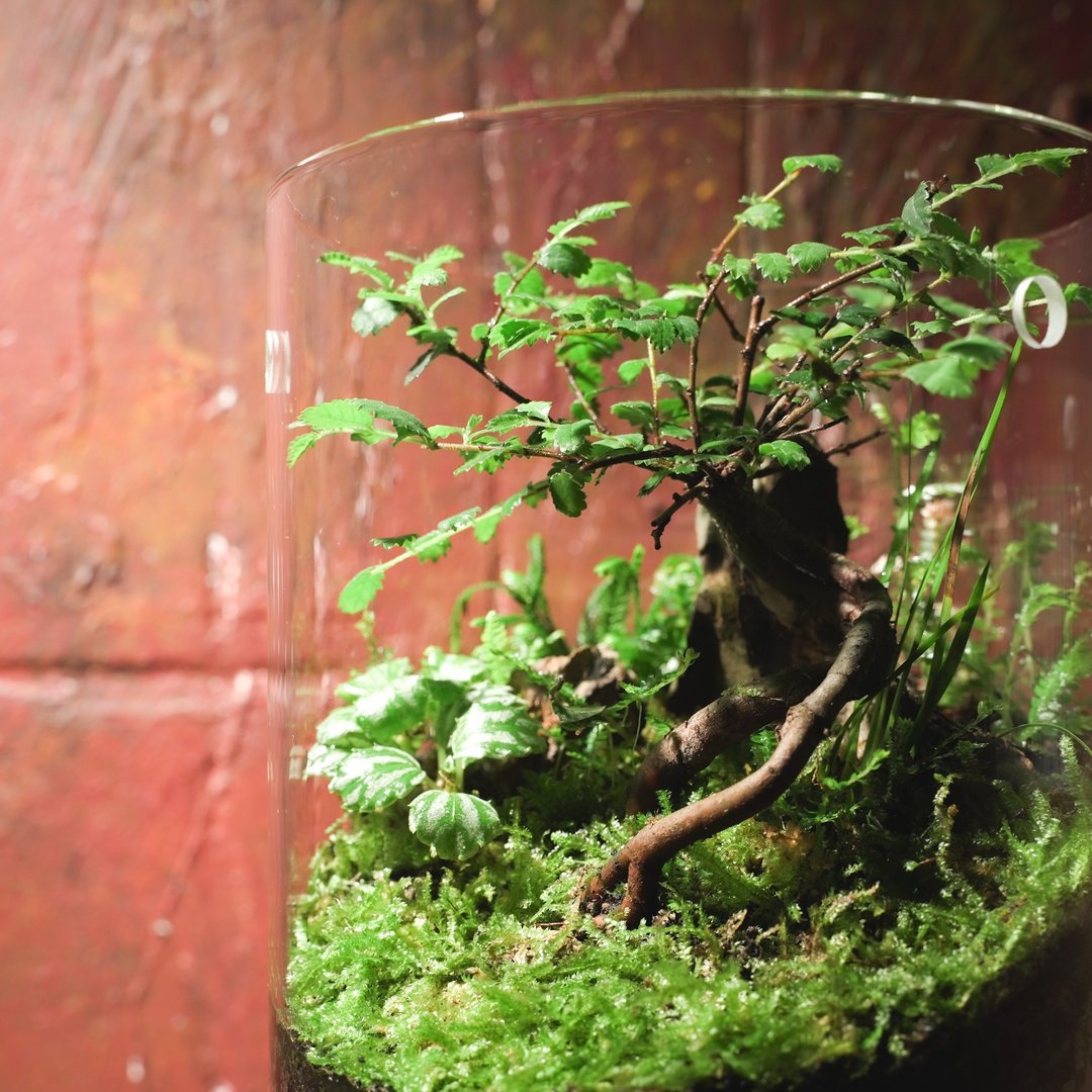 【生态缸－草木间】微景观 室内植栽 礼物 办公室摆设 - 植栽/盆栽 - 植物．花 绿色
