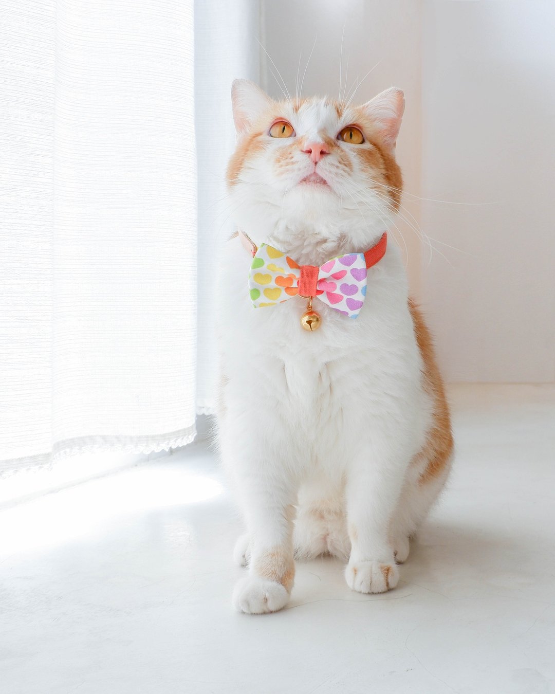 ฺBig bow-tie set, Limerence breakaway cat collar, hearts collar, colorful collar - 项圈/牵绳 - 棉 多色