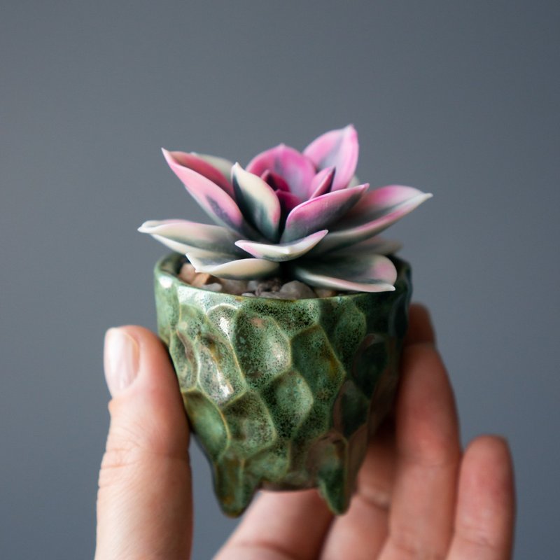 带有 Echeveria Rainbow 的微型珠宝盒 - 收纳用品 - 其他材质 
