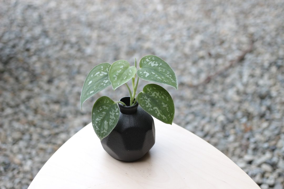 水培植栽│星点藤_室内植物 磨砂陶瓷几何花瓶  黑 - 植栽/盆栽 - 陶 