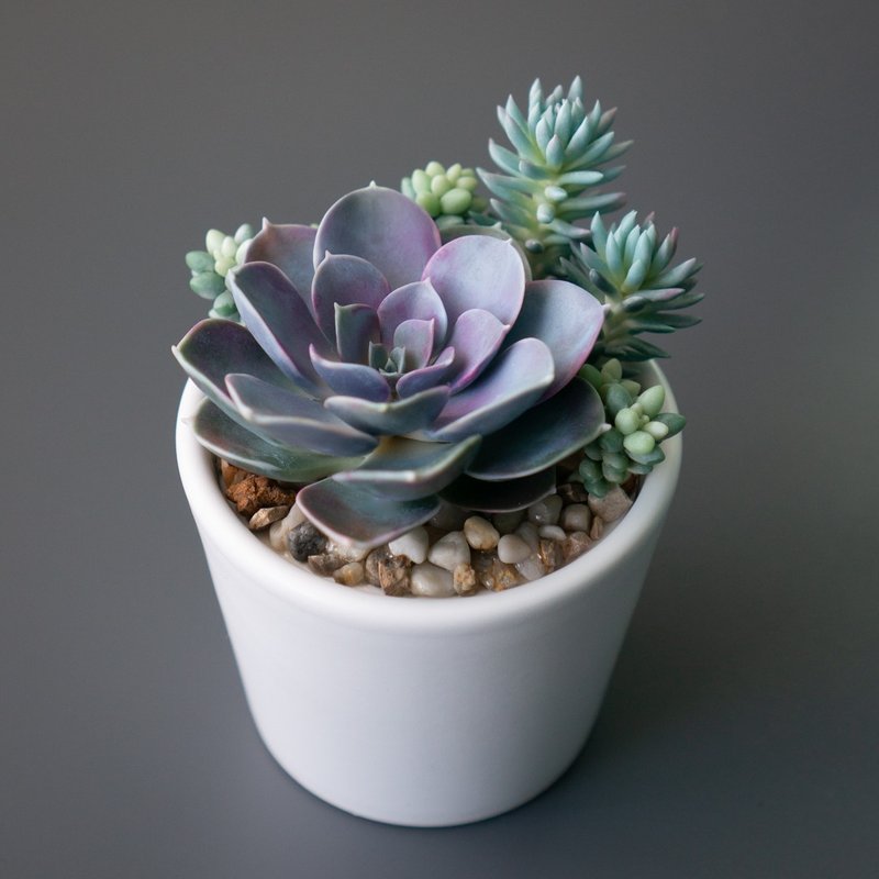 带有石莲花的白色首饰盒 Perle von Nurnberg - 收纳用品 - 其他材质 