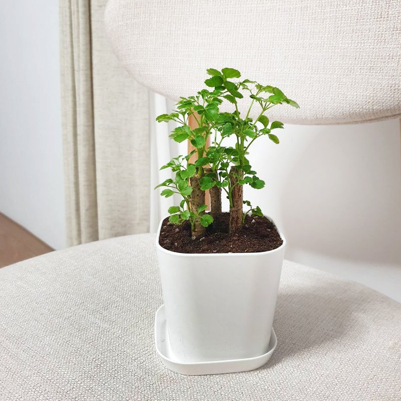 福禄桐 净化空气 - 植栽/盆栽 - 塑料 绿色