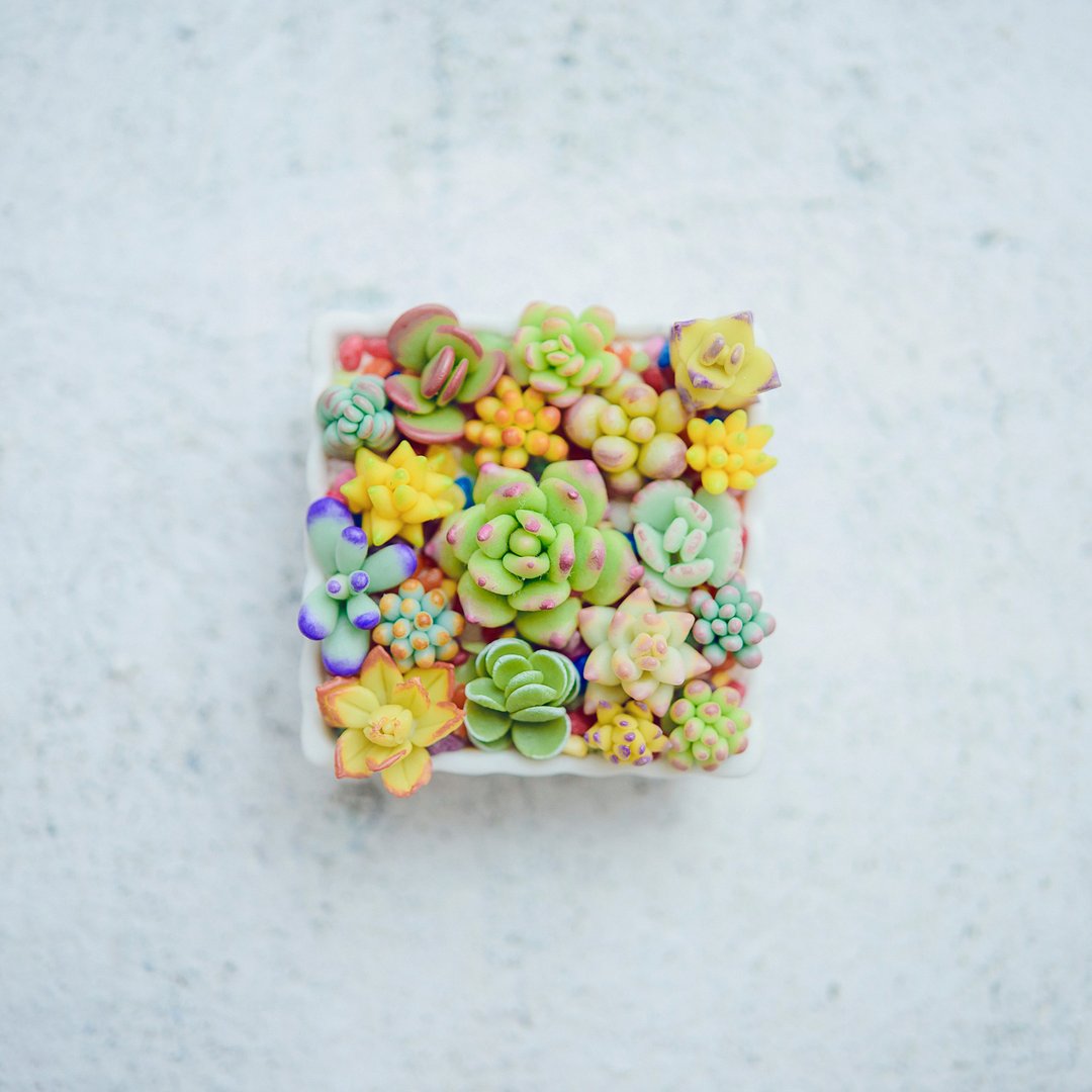 手作黏土迷你多肉植物--小方型 succulent plants - 植栽/盆栽 - 粘土 多色