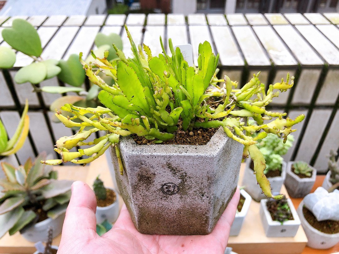 【野草不野-限时贩售】姬昙花 / 大六角盆 - 植栽/盆栽 - 植物．花 绿色